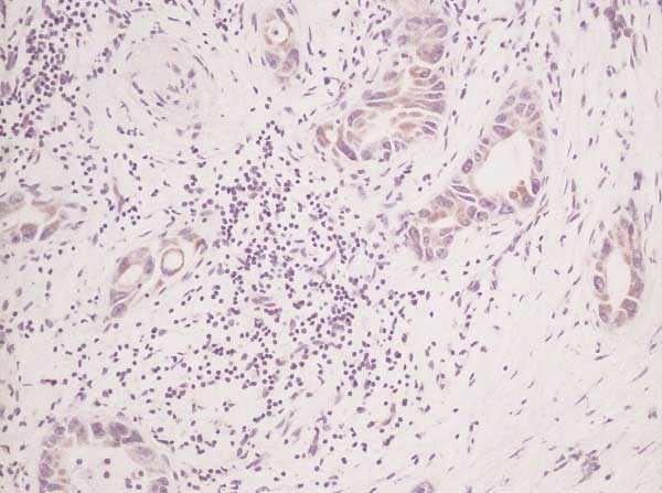 Anti Human Stem Cell Factor Antibody gallery image 2