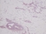 Anti Human Stem Cell Factor Antibody thumbnail image 3