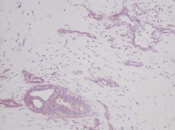 Anti Human Stem Cell Factor Antibody gallery image 3