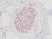 Anti Human Stem Cell Factor Antibody thumbnail image 4