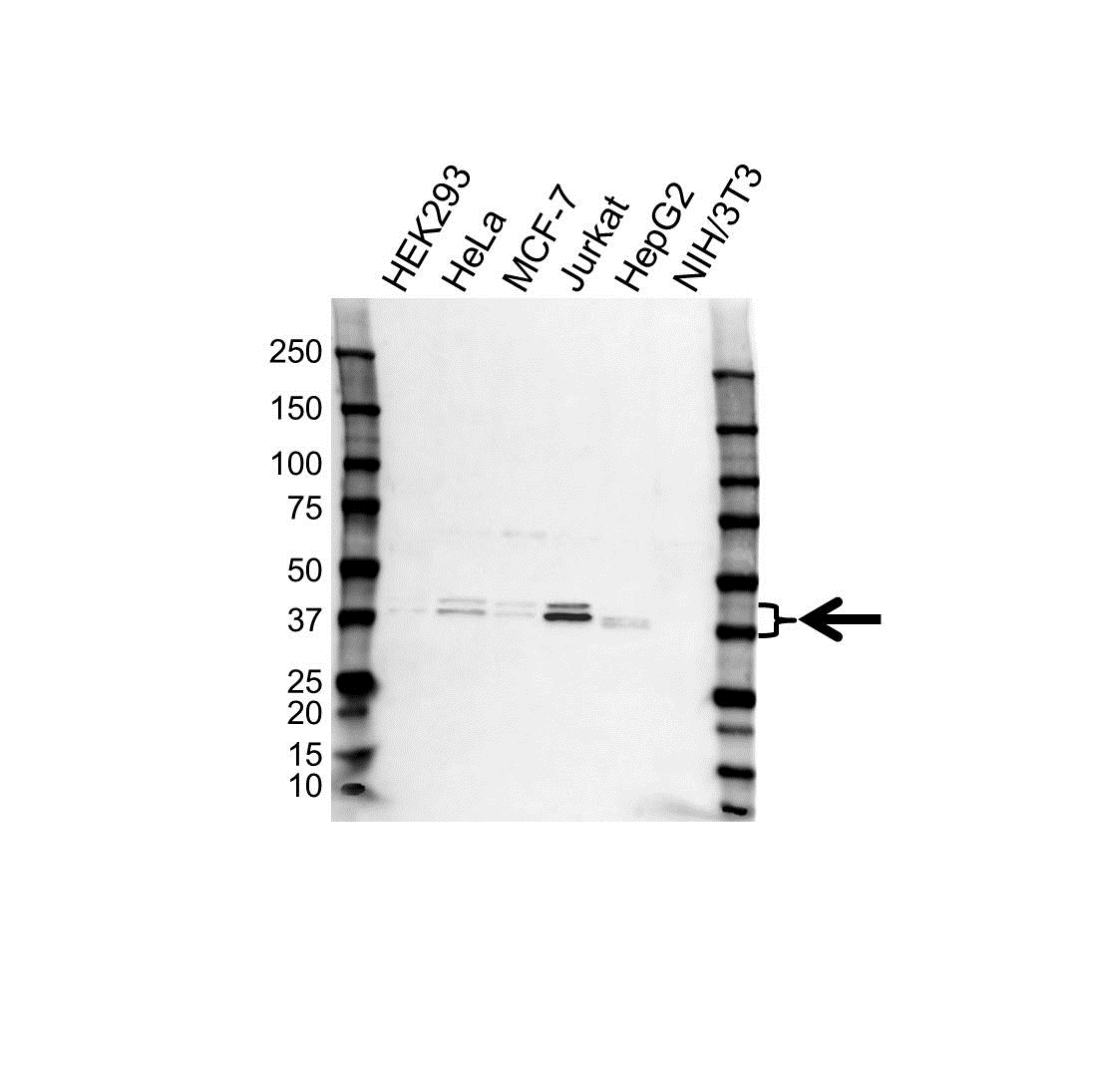 Anti SUGT1 Antibody (PrecisionAb Polyclonal Antibody) gallery image 1