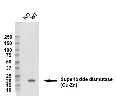 Anti Superoxide Dismutase (Cu-Zn) Antibody (PrecisionAb Polyclonal Antibody) gallery image 2