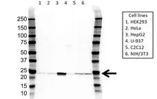 Anti Superoxide Dismutase (MN) Antibody (PrecisionAb Polyclonal Antibody) gallery image 1