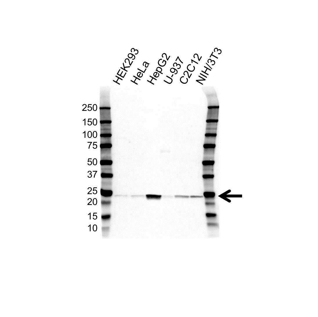 Anti Superoxide Dismutase (MN) Antibody (PrecisionAb Polyclonal Antibody) gallery image 1