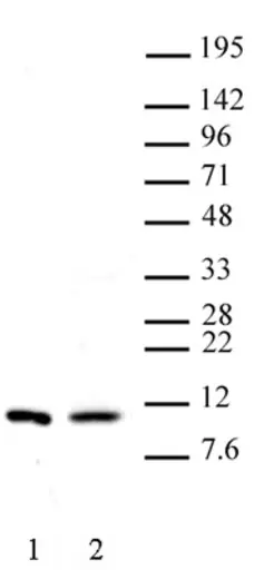 Anti SYMMETRIC-DI-METHYL-HISTONE H4 (Arg3) Antibody gallery image 1