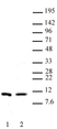 Anti SYMMETRIC-DI-METHYL-HISTONE H4 (Arg3) Antibody thumbnail image 1