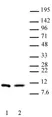 Anti SYMMETRIC-DI-METHYL-HISTONE H4 (Arg3) Antibody thumbnail image 1