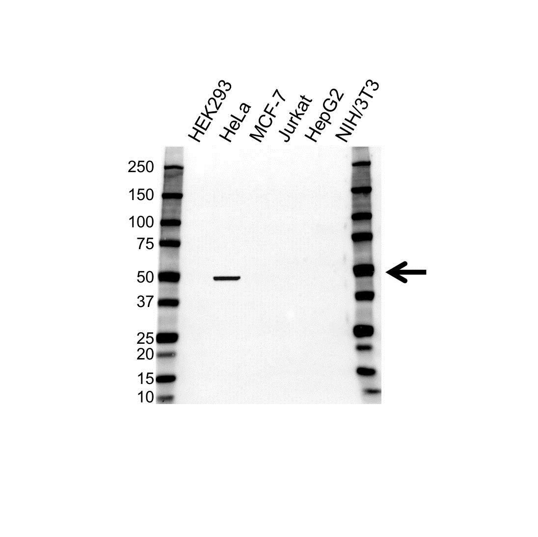 Anti Taz Antibody (PrecisionAb Polyclonal Antibody) gallery image 1
