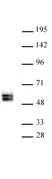 Anti Human TCF7 Antibody thumbnail image 1