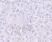Anti TEM7 Antibody thumbnail image 2