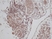 Anti Human TGF Alpha Antibody thumbnail image 1