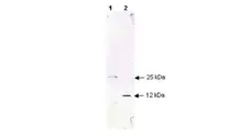 Anti Human TGF Beta Antibody gallery image 1