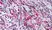 Anti Human TGF Beta Antibody thumbnail image 2