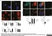 Anti Human TGN46 Antibody thumbnail image 1