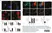 Rabbit Anti Human TGN46 Antibody  thumbnail image 1