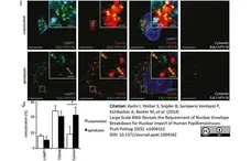 Rabbit Anti Human TGN46 Antibody  gallery image 2