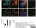 Anti Human TGN46 Antibody thumbnail image 2