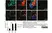 Rabbit Anti Human TGN46 Antibody  thumbnail image 2