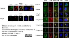 Rabbit Anti Human TGN46 Antibody  gallery image 3