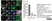 Rabbit Anti Human TGN46 Antibody  thumbnail image 5