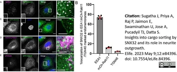Rabbit Anti Human TGN46 Antibody  gallery image 5