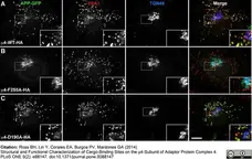 Sheep Anti Human TGN46 Antibody  gallery image 1