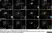 Sheep Anti Human TGN46 Antibody  thumbnail image 1