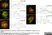 Sheep Anti Human TGN46 Antibody  thumbnail image 10