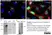 Sheep Anti Human TGN46 Antibody  thumbnail image 11