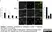 Sheep Anti Human TGN46 Antibody  thumbnail image 13