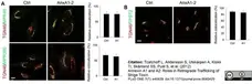 Sheep Anti Human TGN46 Antibody  gallery image 14