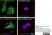 Sheep Anti Human TGN46 Antibody  thumbnail image 15