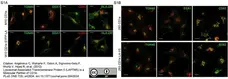 Sheep Anti Human TGN46 Antibody  gallery image 16