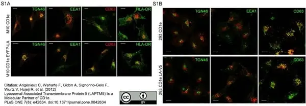 Sheep Anti Human TGN46 Antibody  gallery image 16