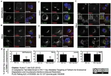 Sheep Anti Human TGN46 Antibody  gallery image 17