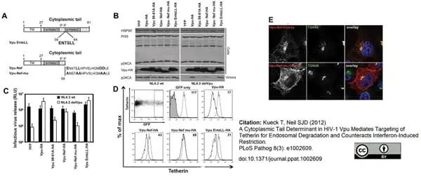 Sheep Anti Human TGN46 Antibody  gallery image 18