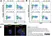 Sheep Anti Human TGN46 Antibody  thumbnail image 19
