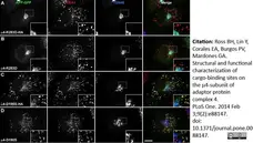 Sheep Anti Human TGN46 Antibody  gallery image 2