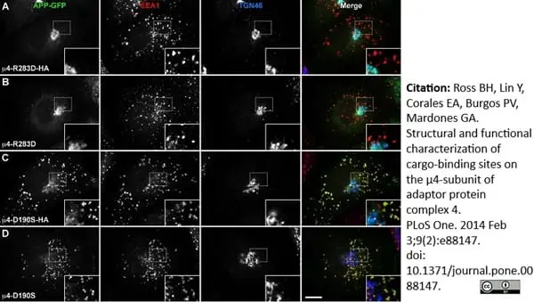 Sheep Anti Human TGN46 Antibody  gallery image 2