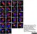 Sheep Anti Human TGN46 Antibody  thumbnail image 20