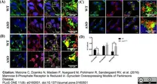 Sheep Anti Human TGN46 Antibody  gallery image 21