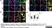 Sheep Anti Human TGN46 Antibody  thumbnail image 21