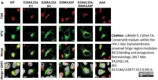 Sheep Anti Human TGN46 Antibody  gallery image 22