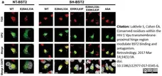 Sheep Anti Human TGN46 Antibody  gallery image 23