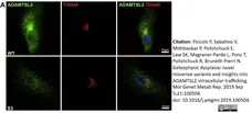 Sheep Anti Human TGN46 Antibody  gallery image 27