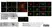 Sheep Anti Human TGN46 Antibody  thumbnail image 28
