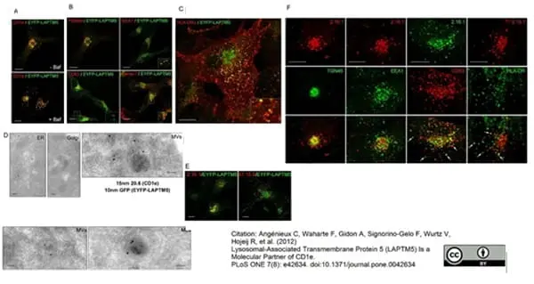Sheep Anti Human TGN46 Antibody  gallery image 28