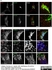 Anti Human TGN46 Antibody thumbnail image 29