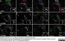 Sheep Anti Human TGN46 Antibody  gallery image 3