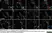 Sheep Anti Human TGN46 Antibody  thumbnail image 3